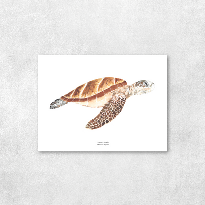 Tortuga de Mar