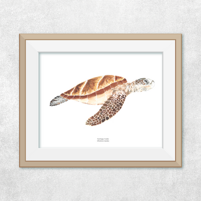 Tortuga de Mar