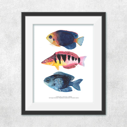 Trío de peces Rapa Nui #2