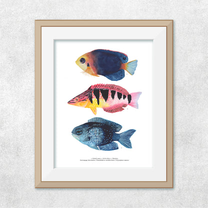 Trío de peces Rapa Nui #2