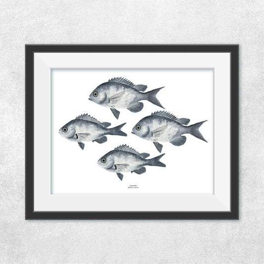 Reproducción de una ilustración en acuarela de cardumen de peces castañetas con o sin marco.