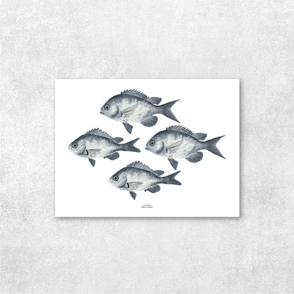 Reproducción de una ilustración en acuarela de cardumen de peces castañetas con o sin marco.