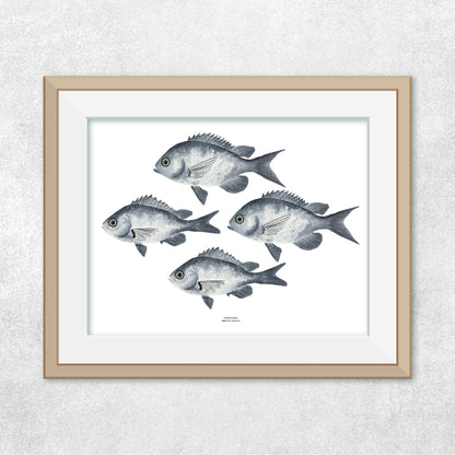 Reproducción de una ilustración en acuarela de cardumen de peces castañetas con o sin marco.