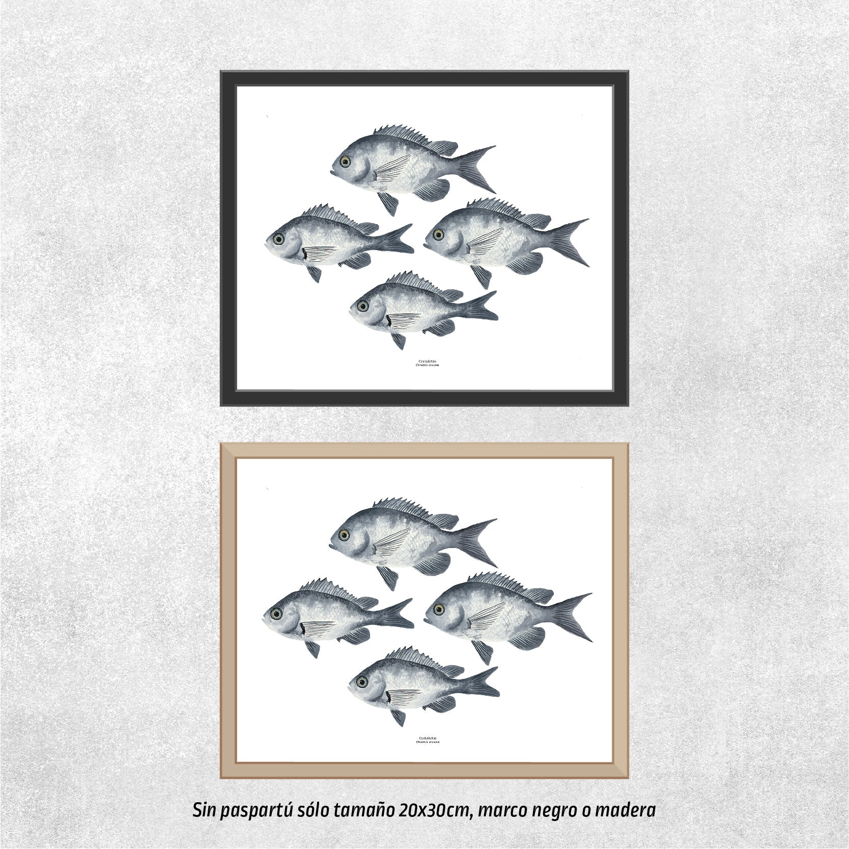 Reproducción de una ilustración en acuarela de cardumen de peces castañetas con o sin marco.