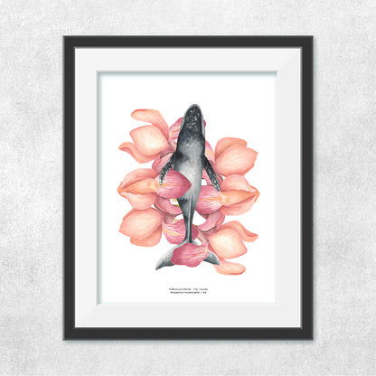Reproducción de una ilustración en acuarela marina de ballenas y cetáceos, ballena jorobada con o sin marco.