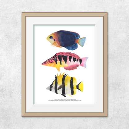 3 Peces Rapa Nui #3