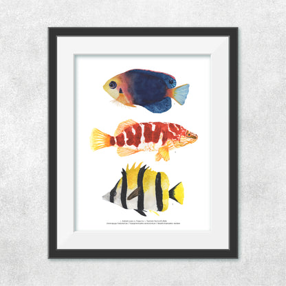 3 Peces Rapa Nui #4